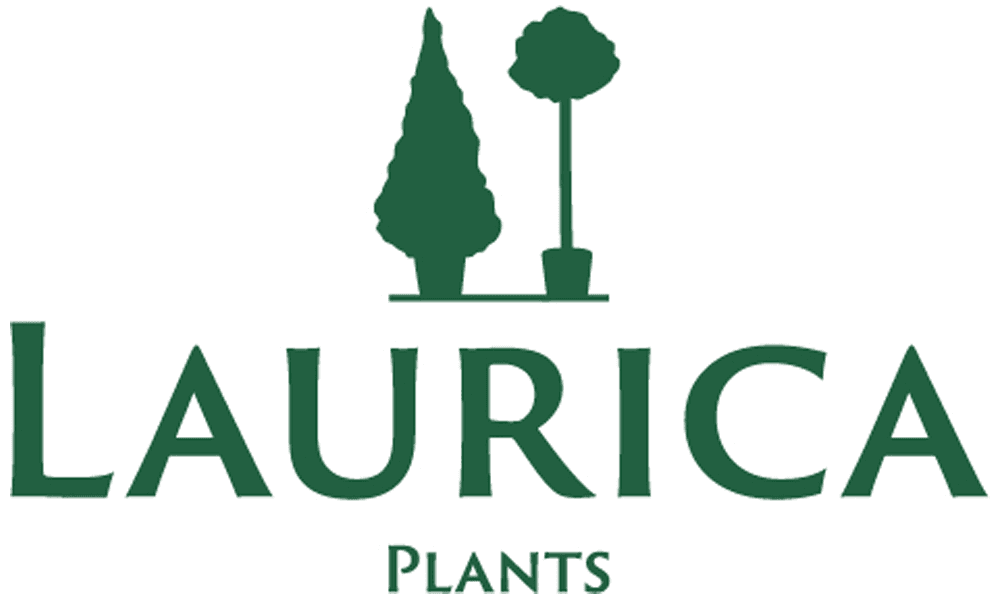 Logo van Laurica